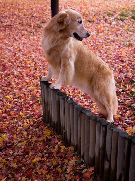 How Dogs Play in Leaves