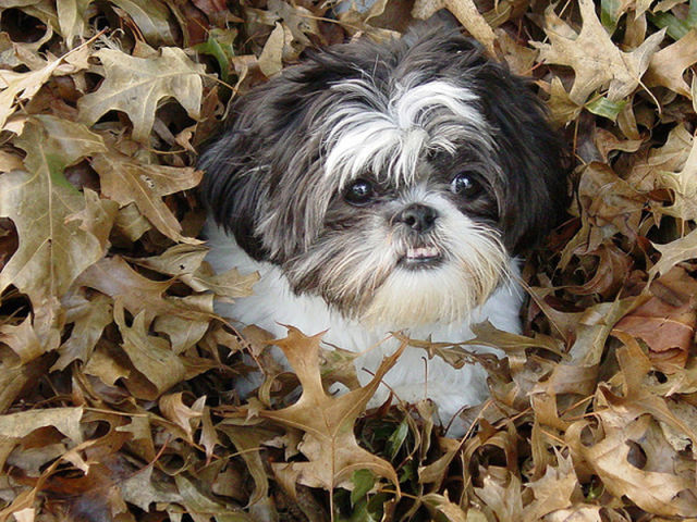 How Dogs Play in Leaves