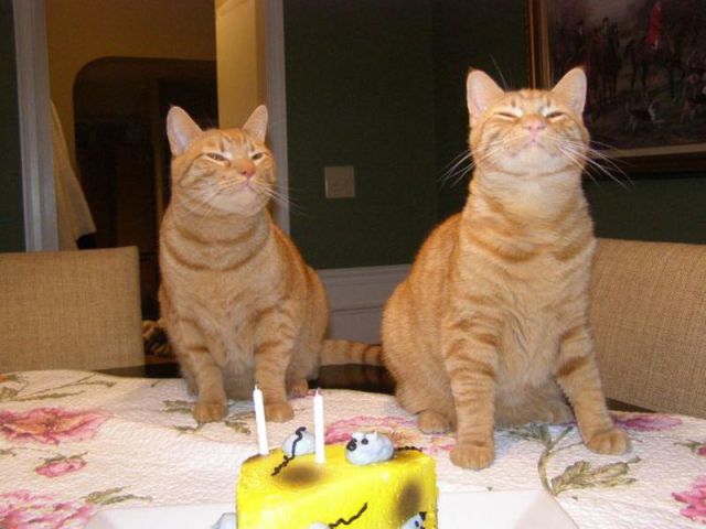Happy Birthday, Cats!