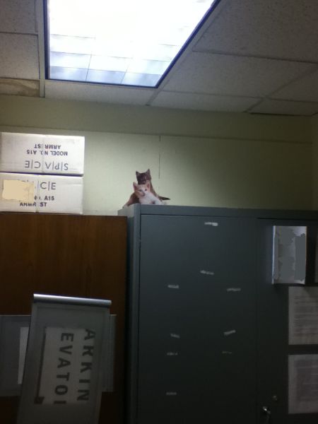 Trolling in the Office - Cute Kittens