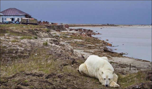 Guard Dogs of Bely Island