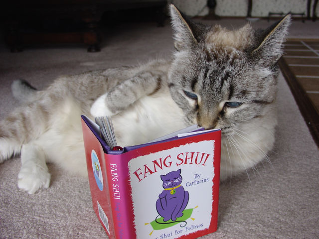 cat reading gif