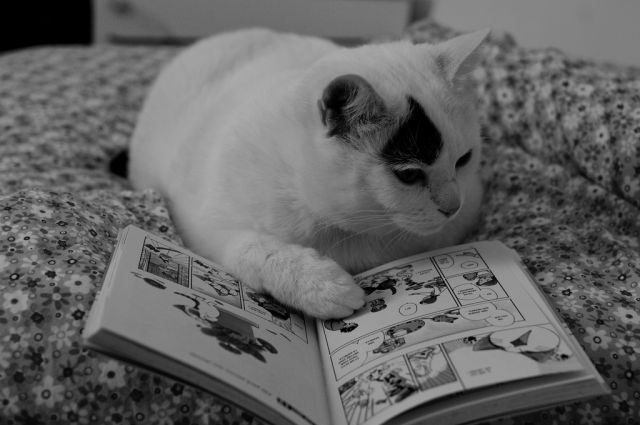 Cats Also Enjoy Reading Books