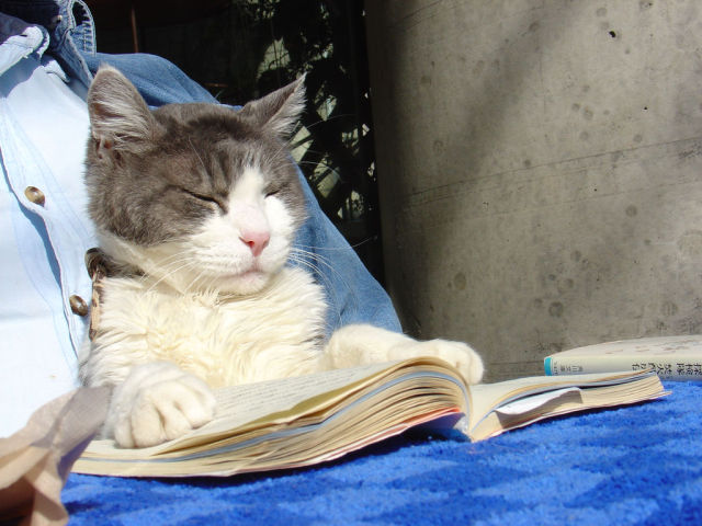 Cats Also Enjoy Reading Books