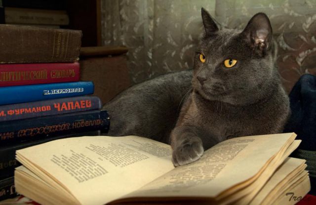 Cats Also Enjoy Reading Books