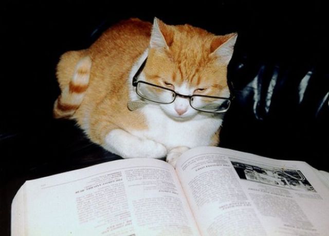 Cats Also Enjoy Reading Books