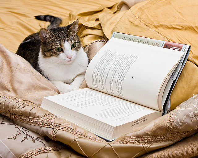 Cats Also Enjoy Reading Books