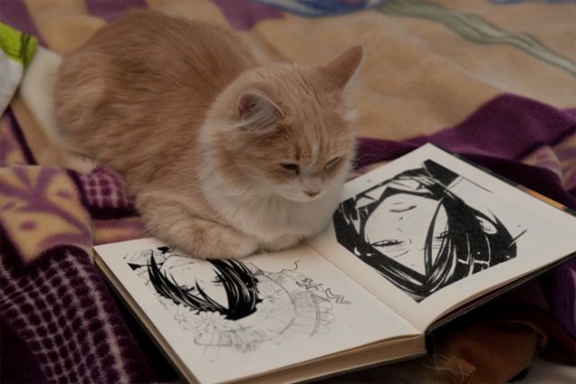 Cats Also Enjoy Reading Books