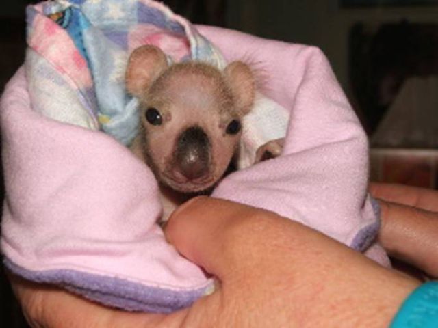 The Amazing Story of Little Koala Bear Twins