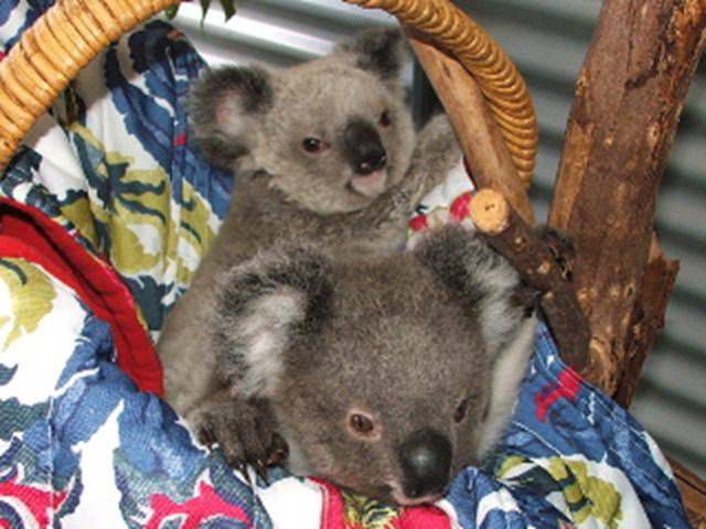 The Amazing Story of Little Koala Bear Twins