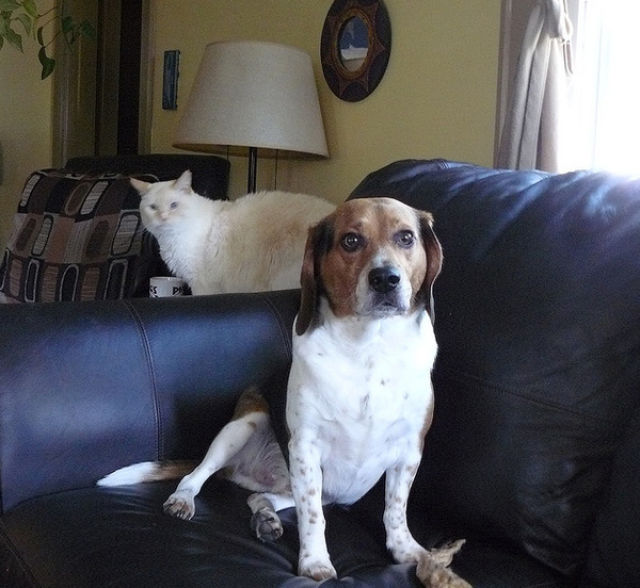 Adorable Cats and Dogs Photobomb Each Other