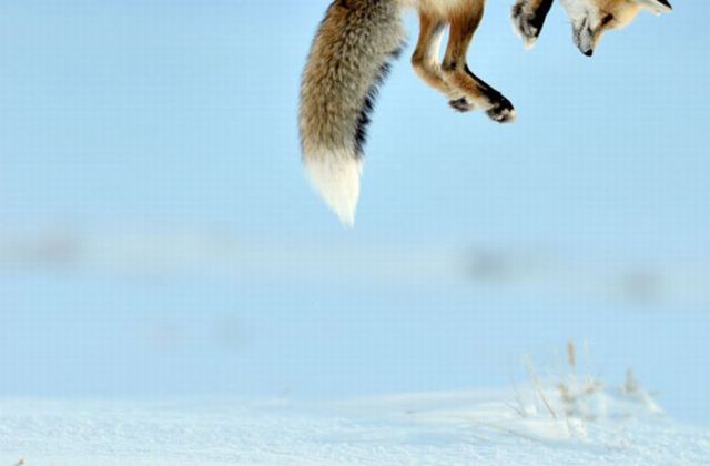 Fox Hunts Mouse In Unique Way