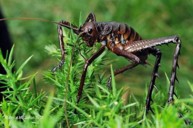 New Zealand’s Monster Bugs