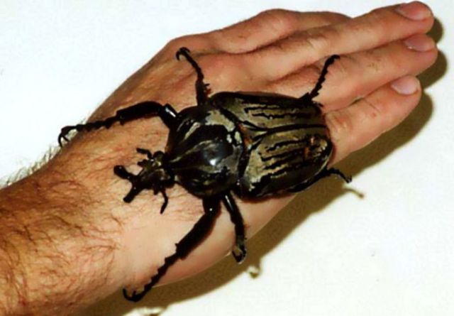 The World’s Largest Insects