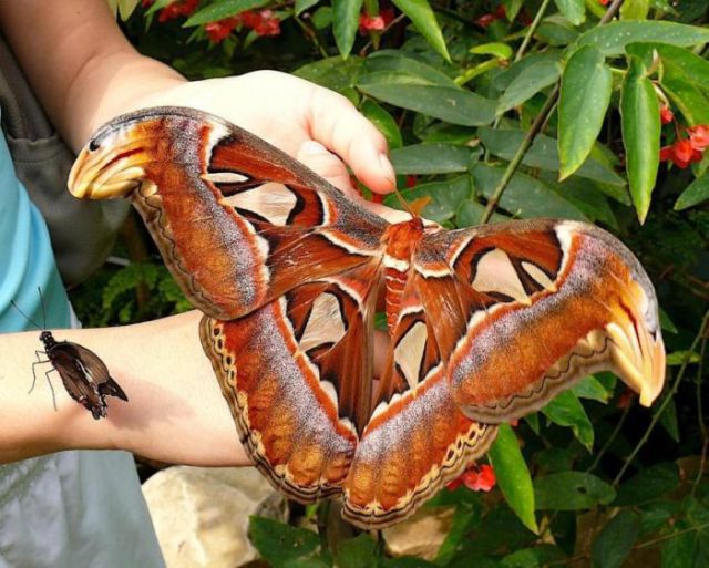 The World’s Largest Insects