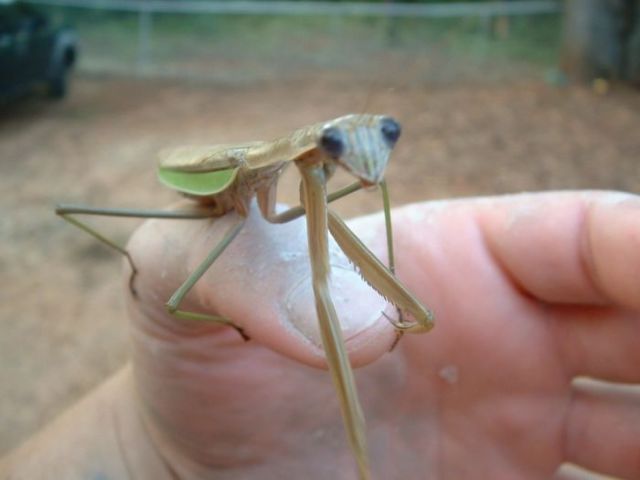 The World’s Largest Insects