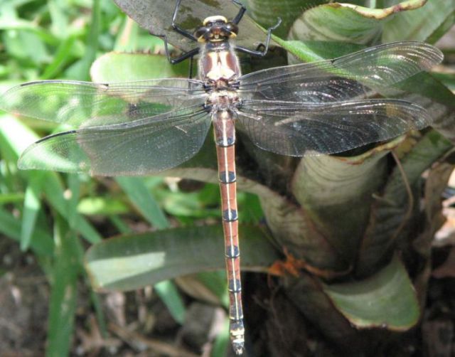 The World’s Largest Insects