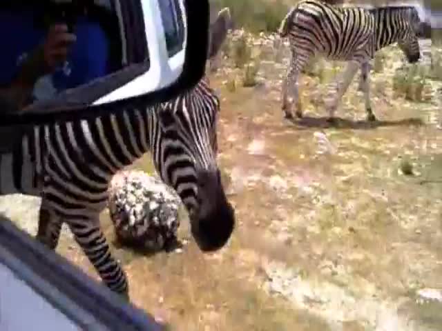Have You Ever Been Yelled at by a Zebra? 