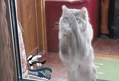 Awesome Cat Gifs to Raise Your Mood