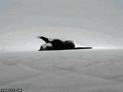 Awesome Cat Gifs to Raise Your Mood