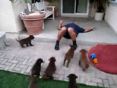 Guy Suddenly Attacked by Pack of Dogs 