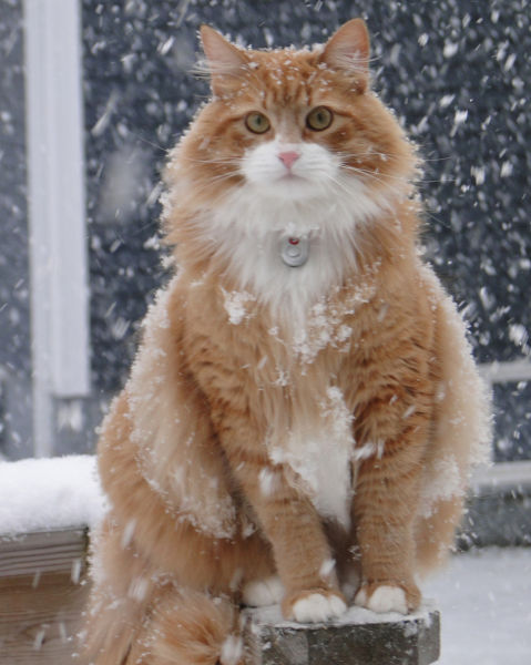 Marvelous Cats Having a Blast in the Snow