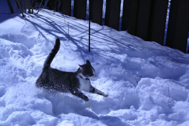 Marvelous Cats Having a Blast in the Snow