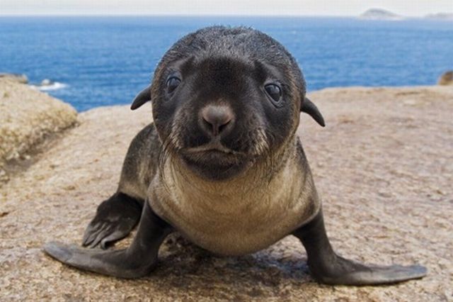Cute Little Seal in an Odd Location