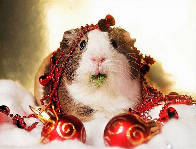 Animals Getting Ready for Christmas