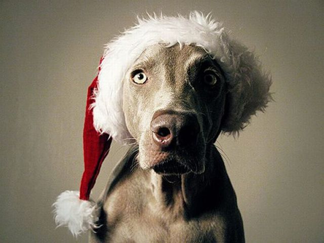 Animals Getting Ready for Christmas
