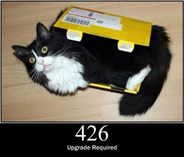 Cats as Server Errors