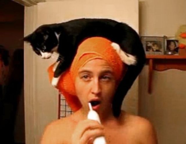 Cats as Hats