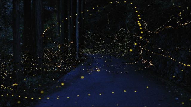Golden Fireflies