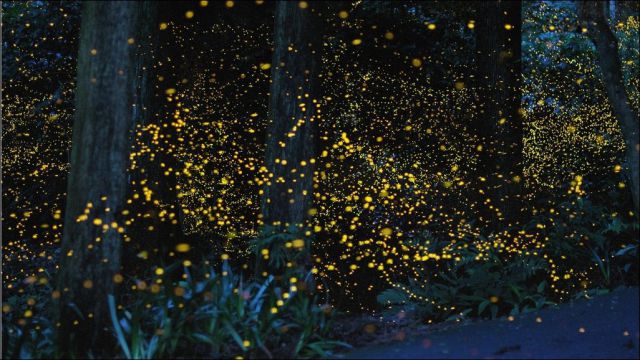 Golden Fireflies