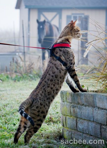 The Tallest Cat in the World