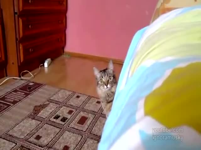 Cat Is Planning Something Evil 
