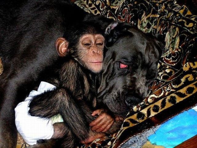 Little Chimpanzee Found a New Family