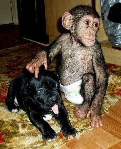Little Chimpanzee Found a New Family