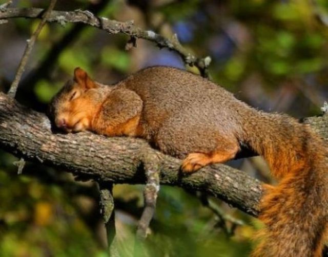 Adorable Zonked Out Animals