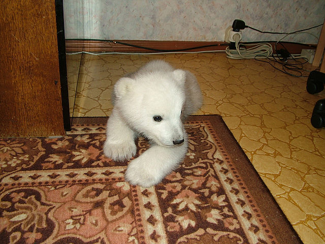 Polar Bear Cub Rescued