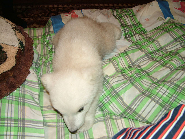 Polar Bear Cub Rescued