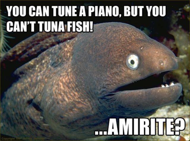 Funny Eel Memes