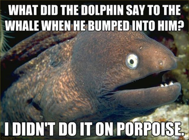 Funny Eel Memes