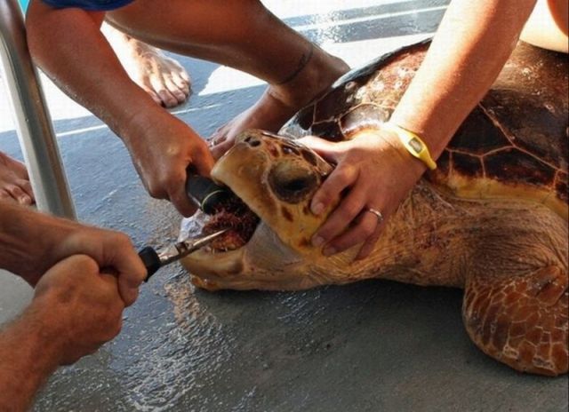 Unusual Rescue of a Sea Turtle
