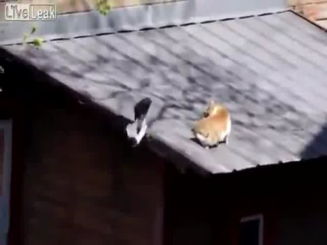 Smart Crow Pushes Two Cats into Fighting 