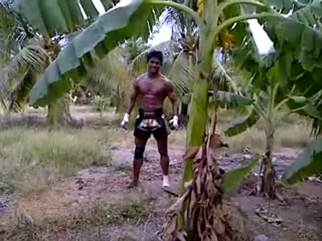 Muay Thai Fighters Are Real Banana Tree Killers 