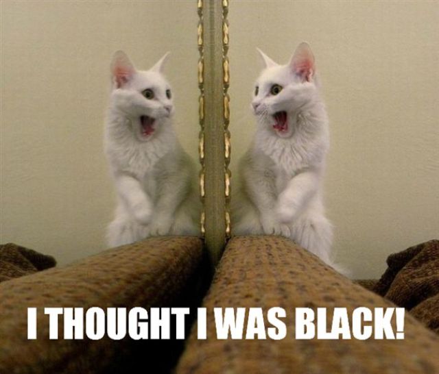 Funny Word And Pic Combos Funny Word And Pic Combos