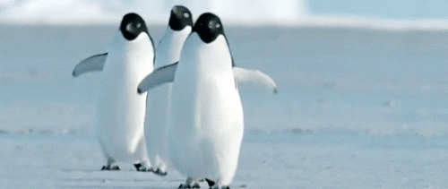 Adorable Penguin Gifs (25 gifs) - Izismile.com