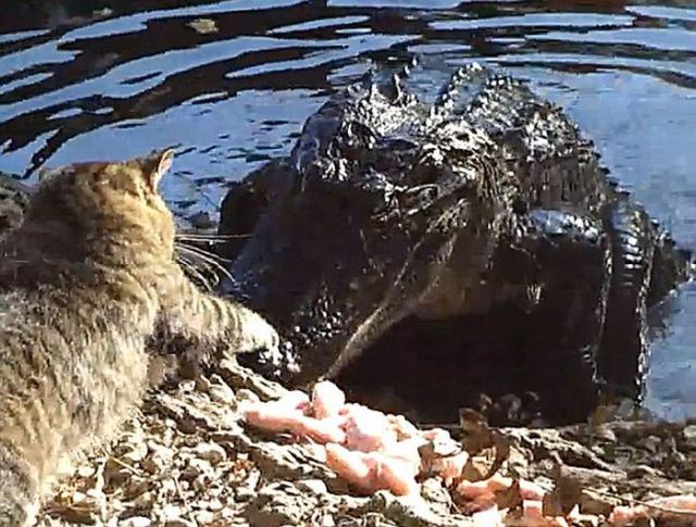Cat and Alligator Fight for Chicken