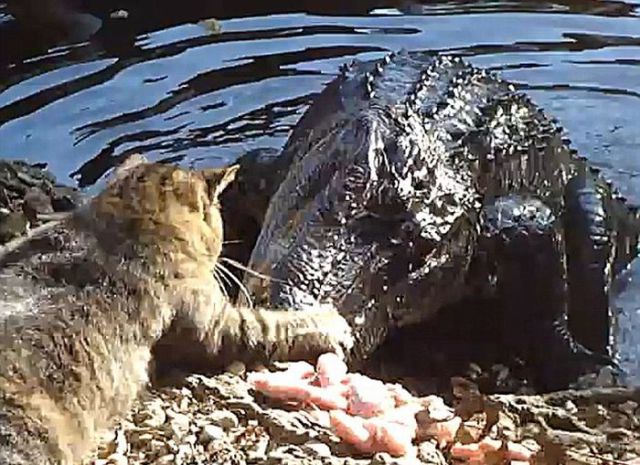 Cat and Alligator Fight for Chicken